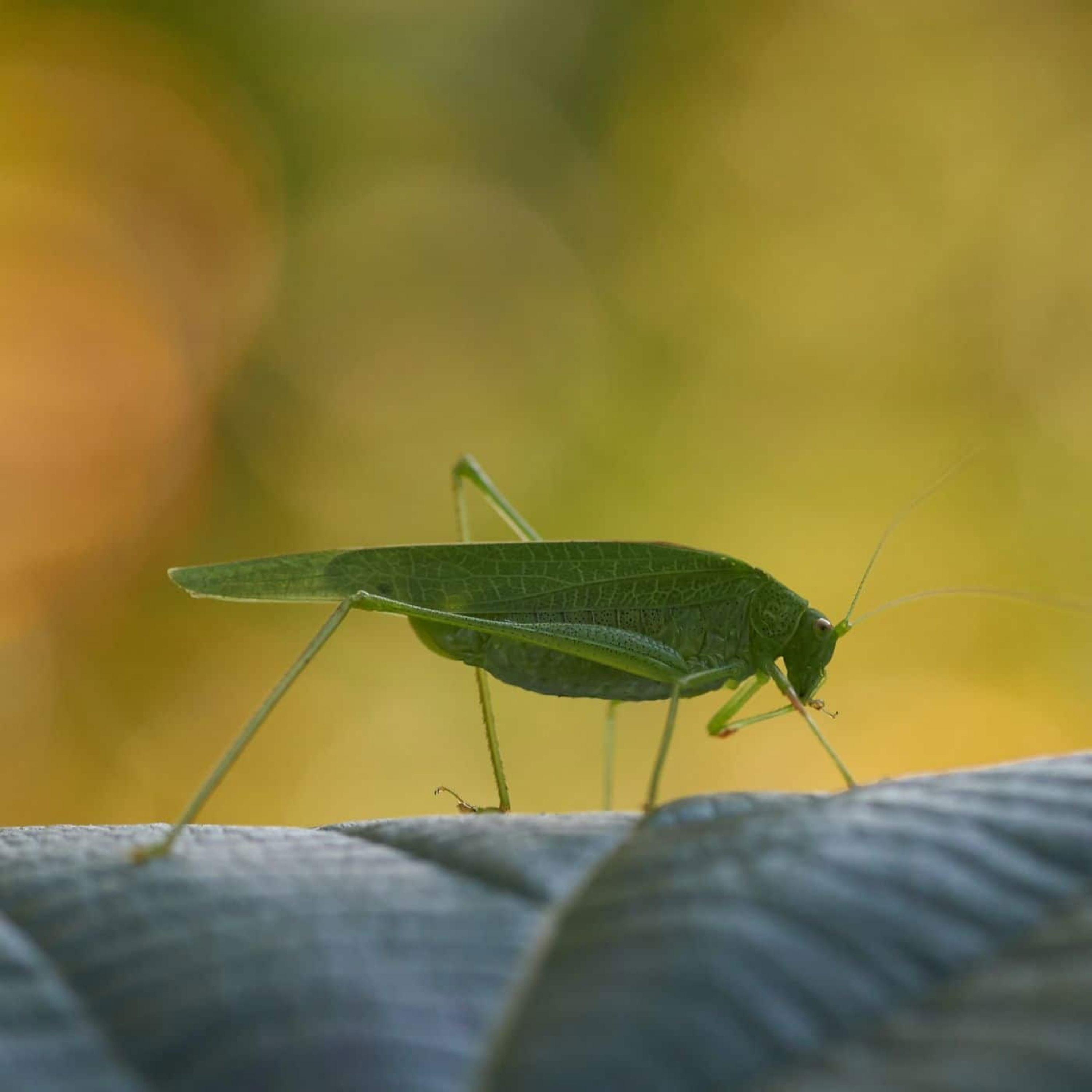 cover of episode Soothing Crickets Chirping Sound