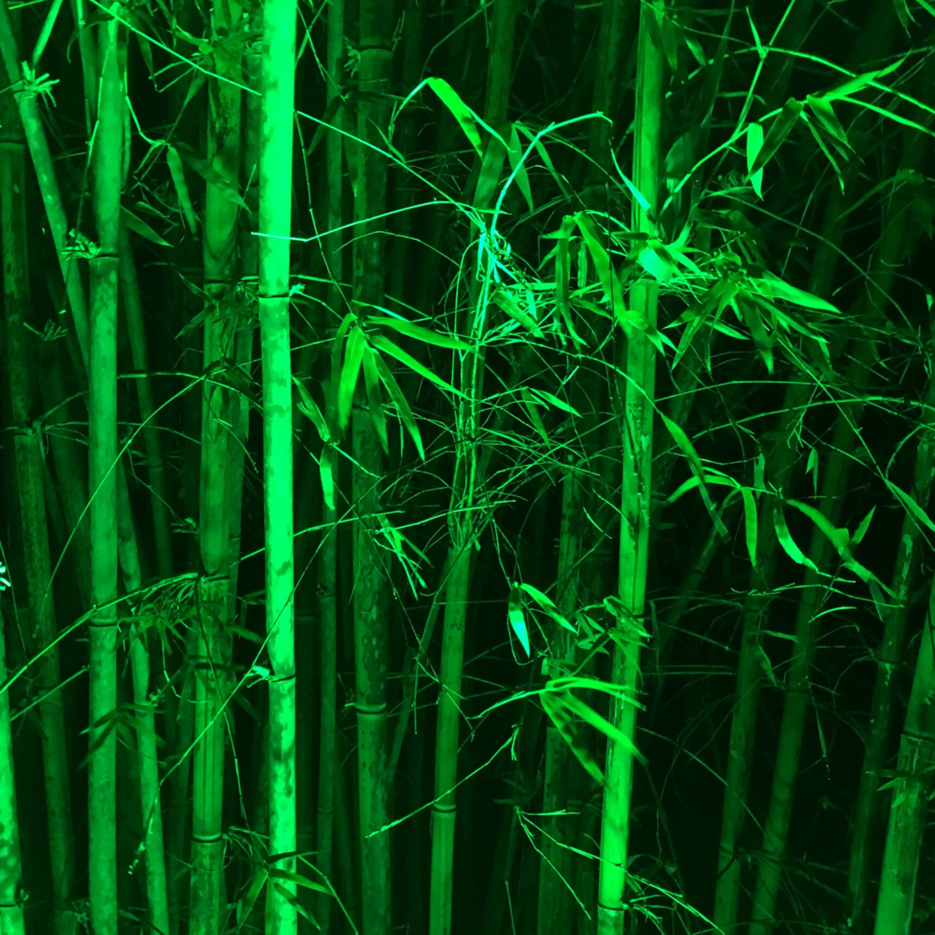 cover of episode Rustling Bamboo Sound