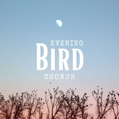 cover of episode Evening Bird Chorus: Relaxing Soundscape