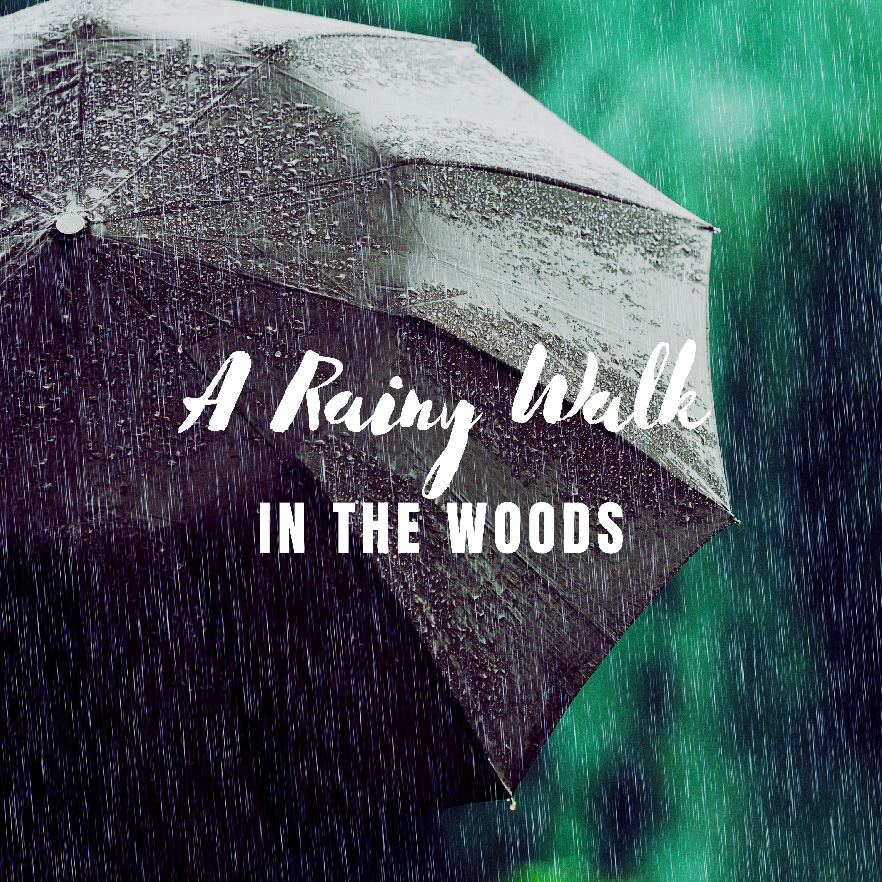 cover of episode Rainy Walk through the Woods: Relaxing Soundscape