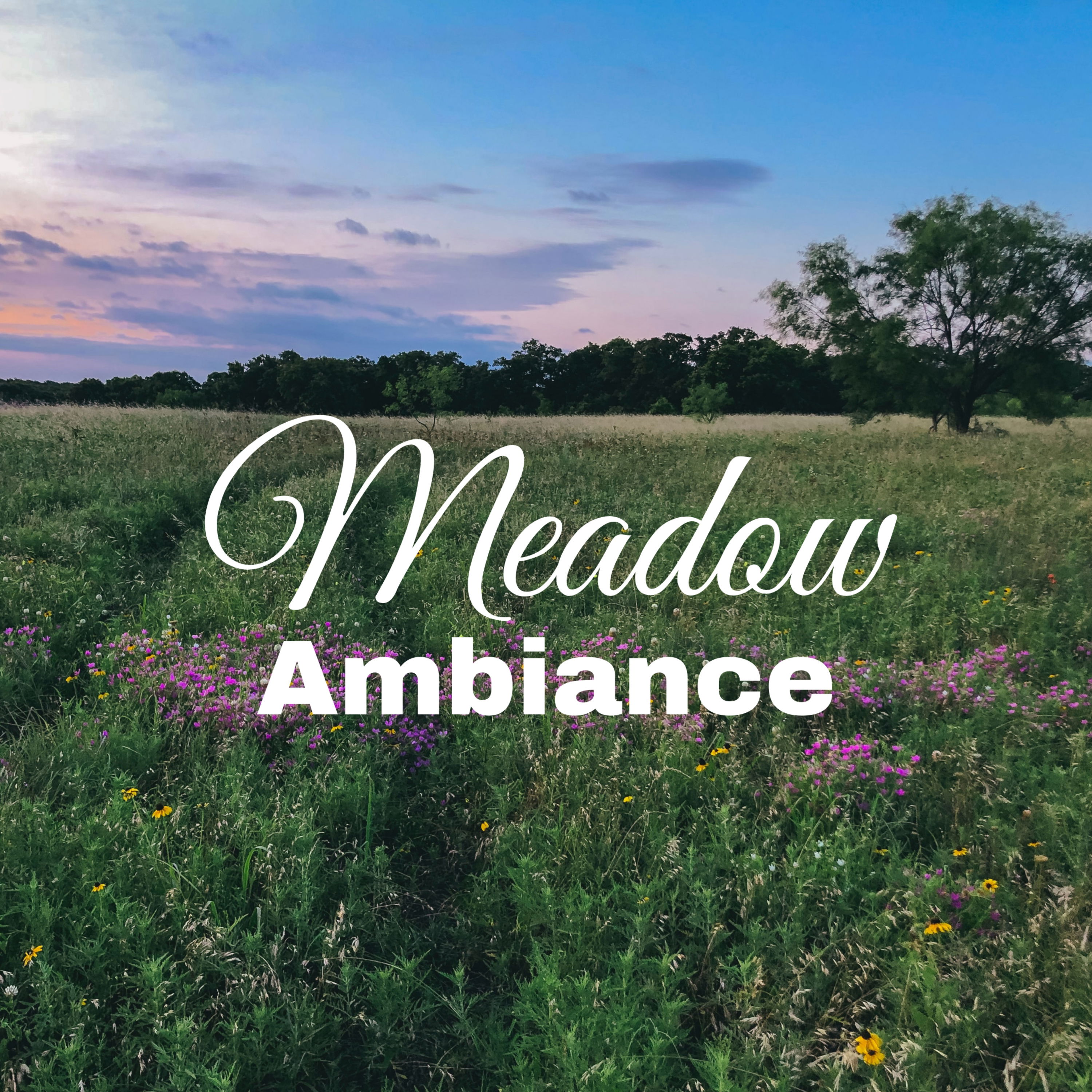 cover of episode Meadow Ambiance for Focus and Relaxation